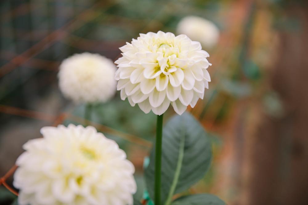 ダリアが咲く町 はなわ 福島県 塙町 青山フラワーマーケット公式 花屋 花 花束 フラワーギフト 通販