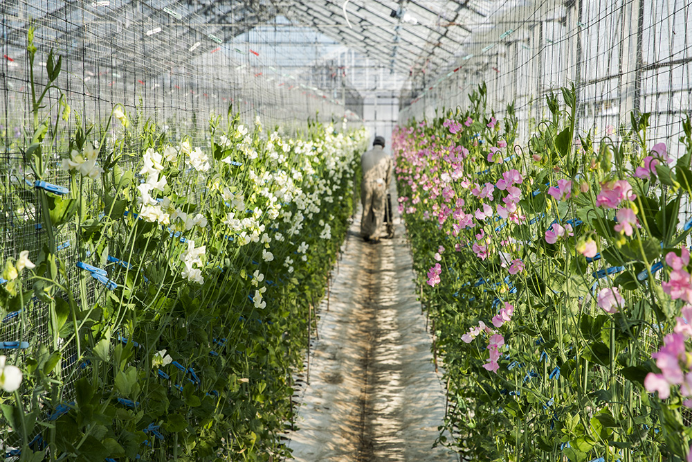 カクタ花農場 スイートピー 栃木県 青山フラワーマーケット公式 花屋 花 花束 フラワーギフト 通販