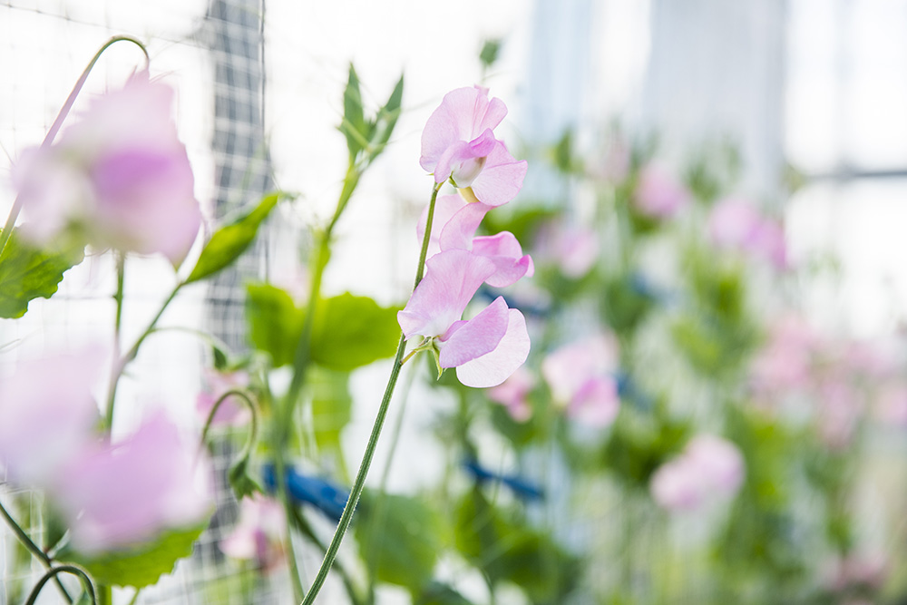 カクタ花農場 スイートピー 栃木県 青山フラワーマーケット公式 花屋 花 花束 フラワーギフト 通販