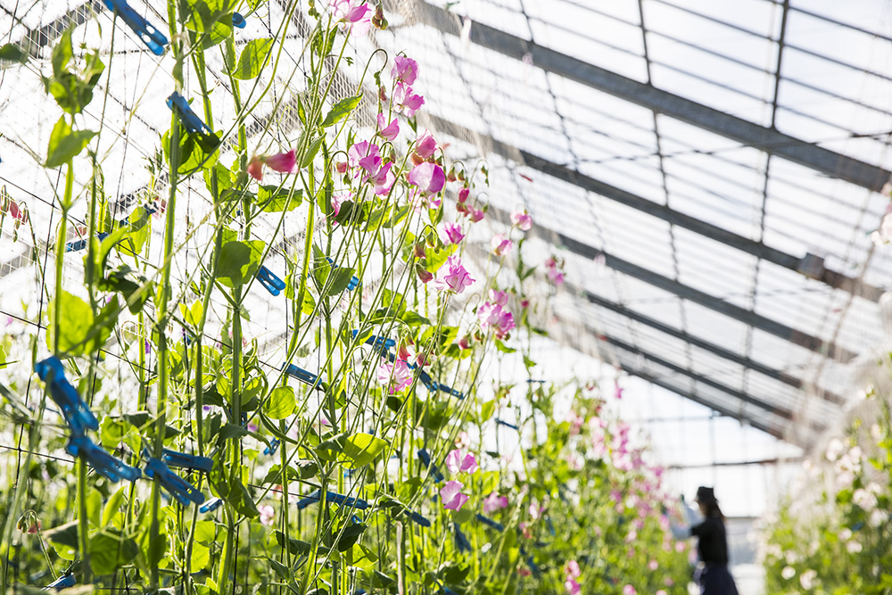 カクタ花農場 スイートピー 栃木県 青山フラワーマーケット公式 花屋 花 花束 フラワーギフト 通販