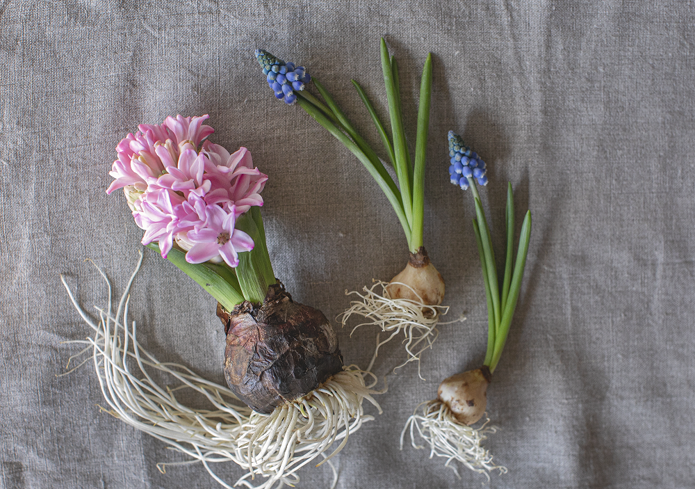 春 球根を楽しむ ヒヤシンスとムスカリ 青山フラワーマーケット公式 花屋 花 花束 フラワーギフト 通販
