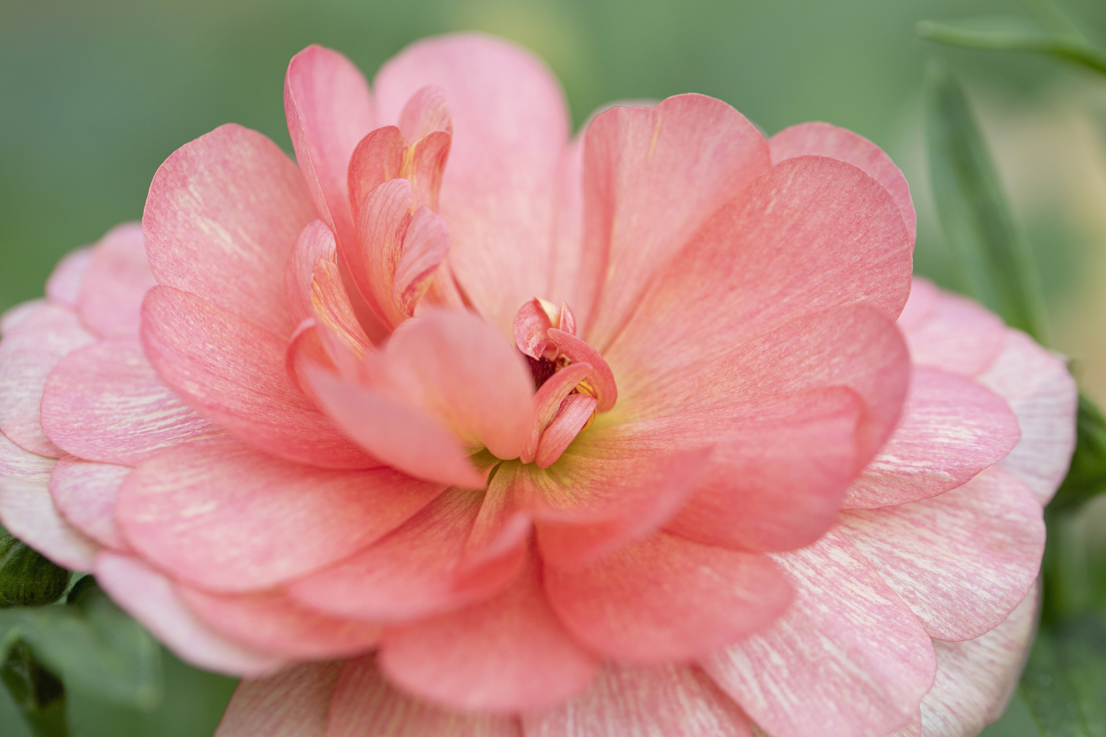 Monthlyflower ラナンキュラス 花 フラワーギフトなら青山フラワーマーケット 青山フラワーマーケット公式 花屋 花 花束 フラワーギフト 通販 Monthlyflower ラナンキュラス 花 フラワーギフトなら青山フラワーマーケット 青山フラワーマーケット公式 花屋 花 花束 フラワーギフト 通販