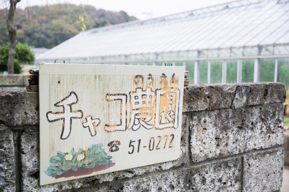 チャコ農園（スイートピー）／神奈川県 | 青山フラワーマーケット