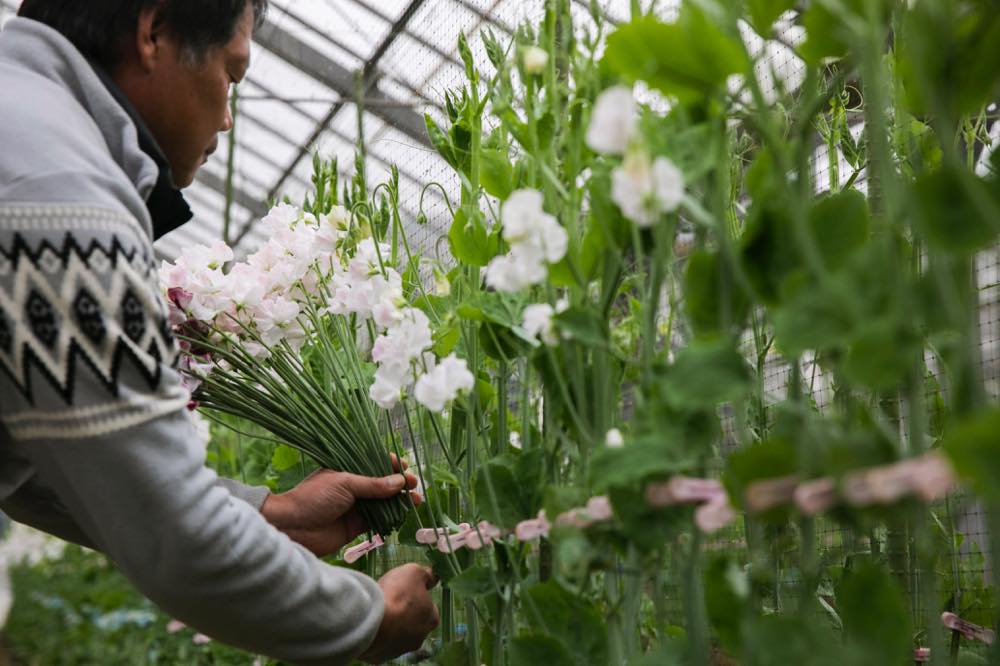 チャコ農園（スイートピー）／神奈川県 | 青山フラワーマーケット