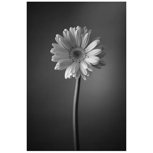 限定価格✴︎希少✴︎マーメイドフラワー✴︎アンダラク UNCOLORS「GERBERA #01」S | 青山フラワーマーケット｜花束・ギフトの