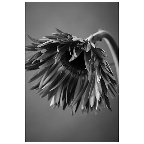 UNCOLORS「GERBERA #02」S | 青山フラワーマーケット｜花束・ギフトの