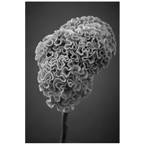 青山フラワーマーケット | 10,000円～14,999円の商品 | 青山フラワー