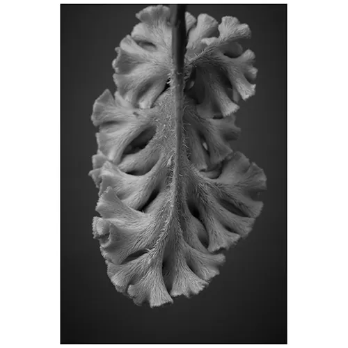 青山フラワーマーケット | 10,000円～14,999円の商品 | 青山フラワー