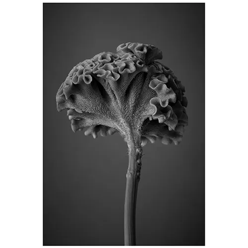 【専用】お花カービングとローゼンジ PW公式オンラインストア / バラ フラワーカーペット(R) ローズ ピンク