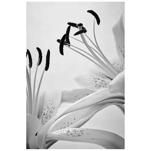 青山フラワーマーケット | 10,000円～14,999円の商品 | 青山フラワー