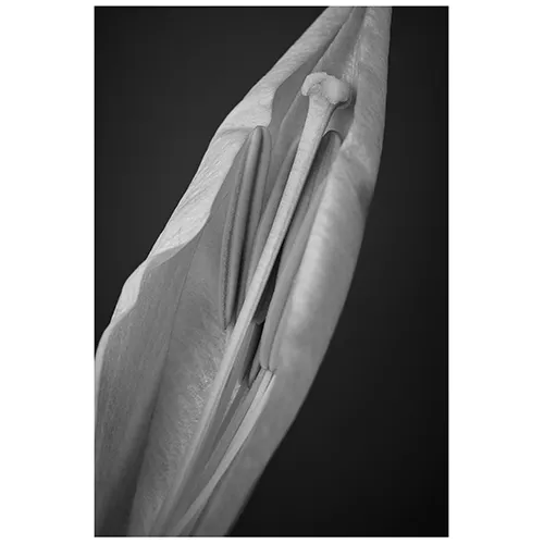 青山フラワーマーケット｜花束・ギフトのオンラインショップ