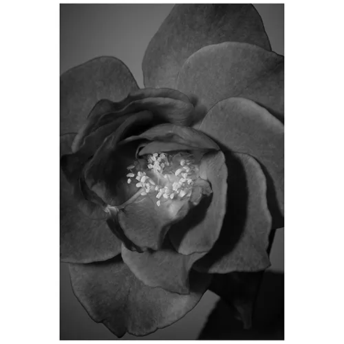 青山フラワーマーケット｜花束・ギフトのオンラインショップ