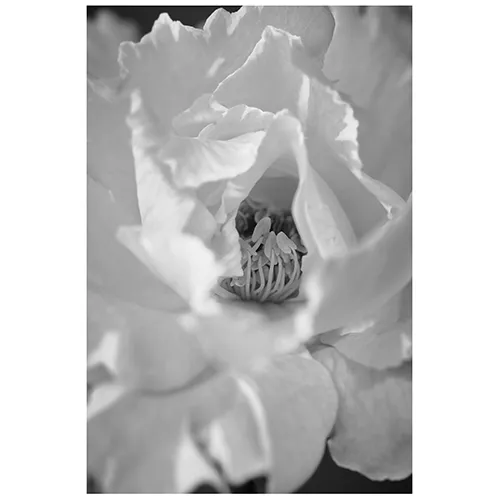 UNCOLORS「ROSE #02」S | 青山フラワーマーケット｜花束・ギフトの