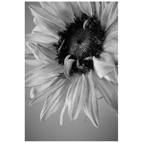 UNCOLORS「SUNFLOWER #01」S | 青山フラワーマーケット｜花束・ギフト