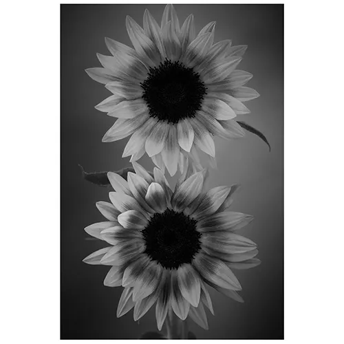 青山フラワーマーケット | 10,000円～14,999円の商品 | 青山フラワー