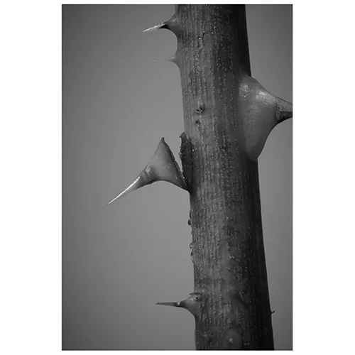 青山フラワーマーケット | 10,000円～14,999円の商品 | 青山フラワー