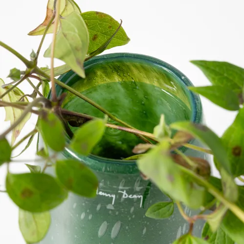 Henry Dean(ヘンリーディーン)/Stromboli XS ミルト | 青山フラワー