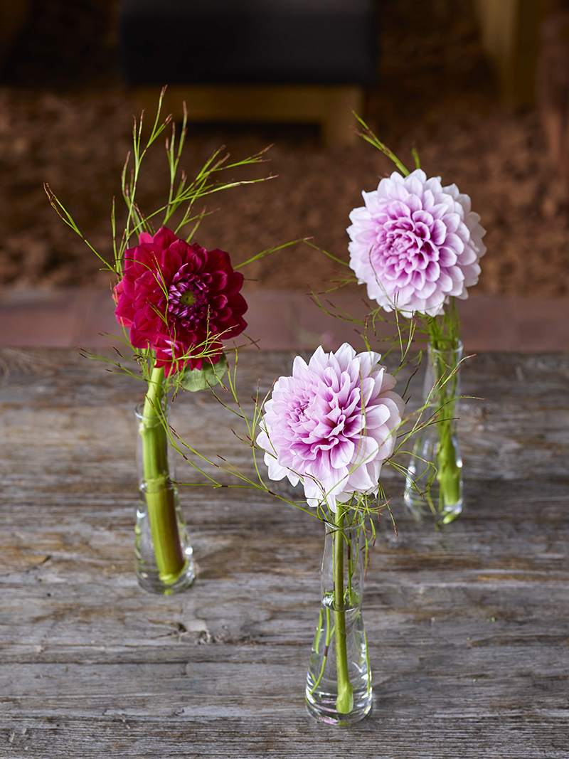 コラム-ONE FLOWER ONE GREEN | ダリア|花・フラワーギフトなら青山