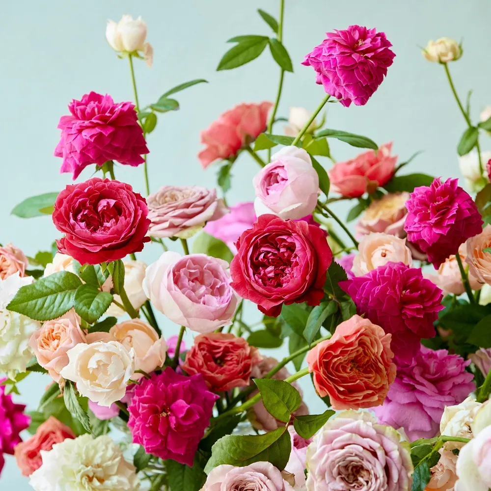 お値下げ　青山フラワーマーケット　セット　薔薇　百合 クチナシ　金木犀 秋の花ギフト・プレゼント特集2025｜青山フラワーマーケット