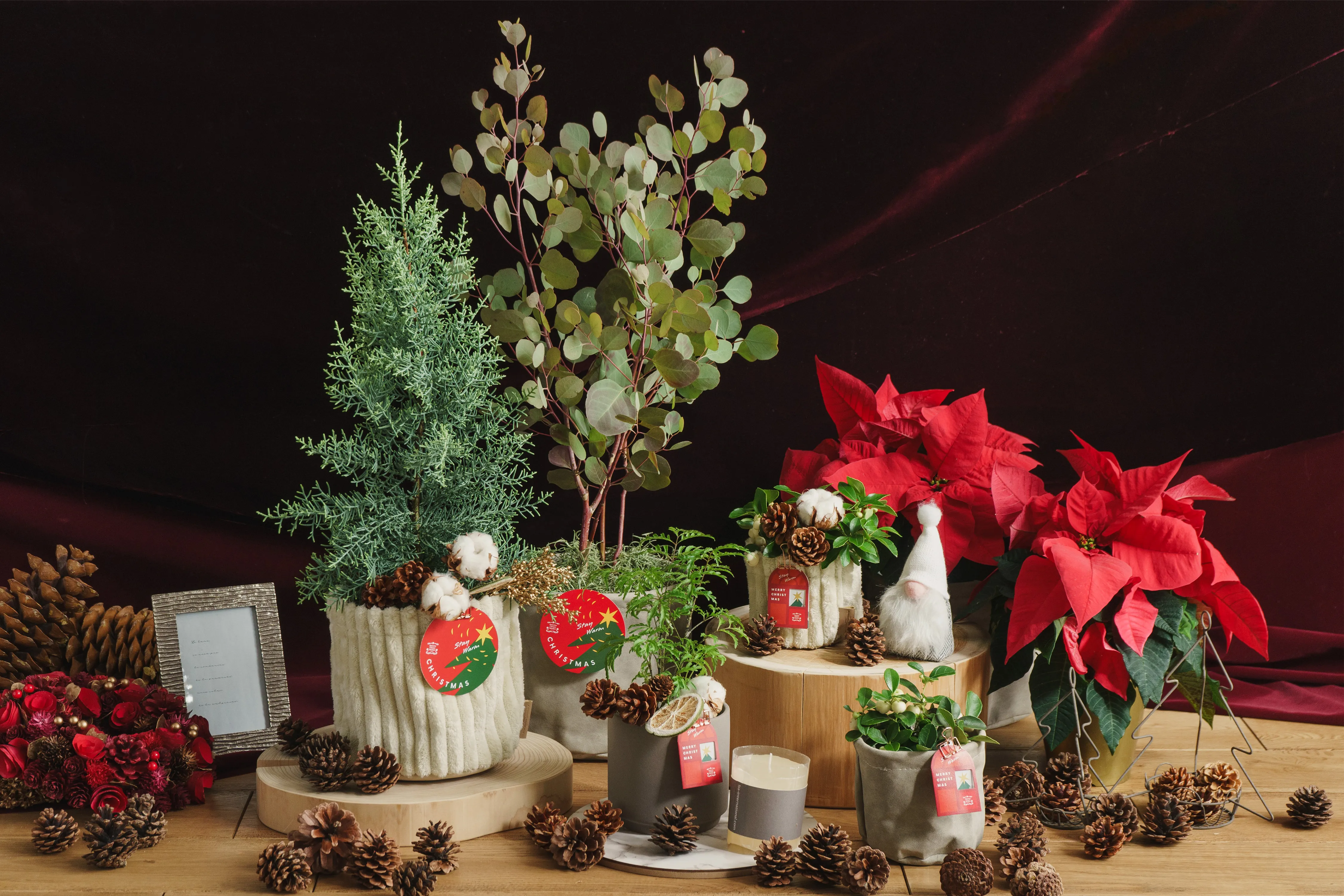 クリスマスの花ギフト・プレゼント特集2025｜青山フラワーマーケット