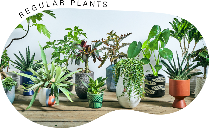 観葉植物|青山フラワーマーケットの観葉植物ならインテリアやギフトに最適|通販|花