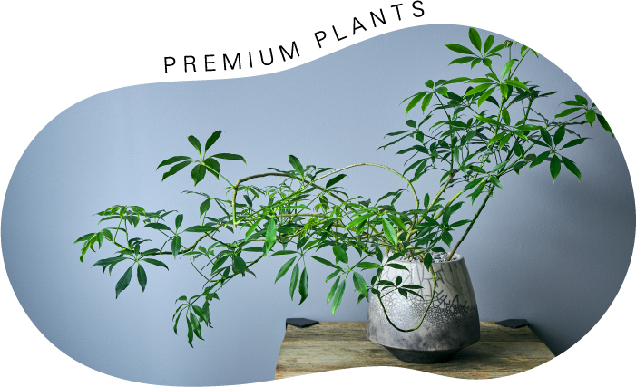観葉植物 | 青山フラワーマーケット インテリアやギフトに最適|通販|花