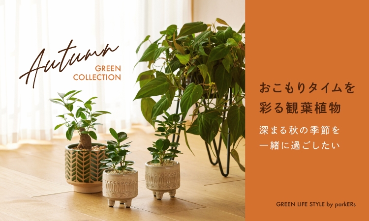 観葉植物 青山フラワーマーケットの観葉植物ならインテリアやギフトに最適 通販 花 観葉植物 青山フラワーマーケットの観葉植物ならインテリアやギフトに最適 通販 花