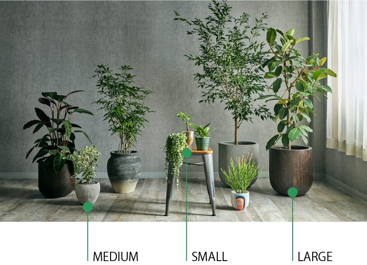 観葉植物 | 青山フラワーマーケット インテリアやギフトに最適