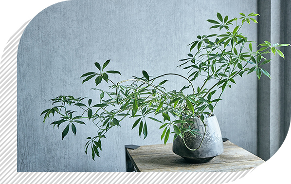 楽天市場】冬季期間(12月〜2月末)はお届けはできません。観葉植物 大型 10号鉢 140cm〜 選べる9種 全国配送【観葉植物 鉢 インテリア  パキラ 幸福の木(マッサン) ユッカ(青年の樹) カポック サンスベリア 開店祝 開院祝 引越祝 新築祝 育て方 受章祝い おしゃれ おすすめ 