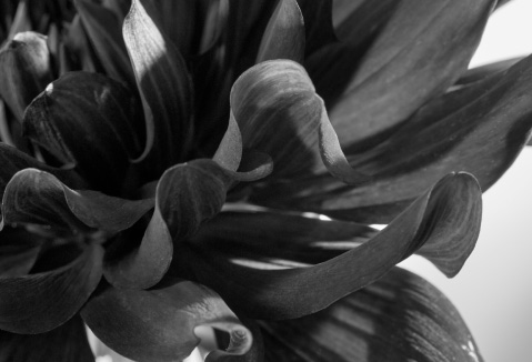 UNCOLORS［モノクロの花写真・ポスター］│青山フラワーマーケット
