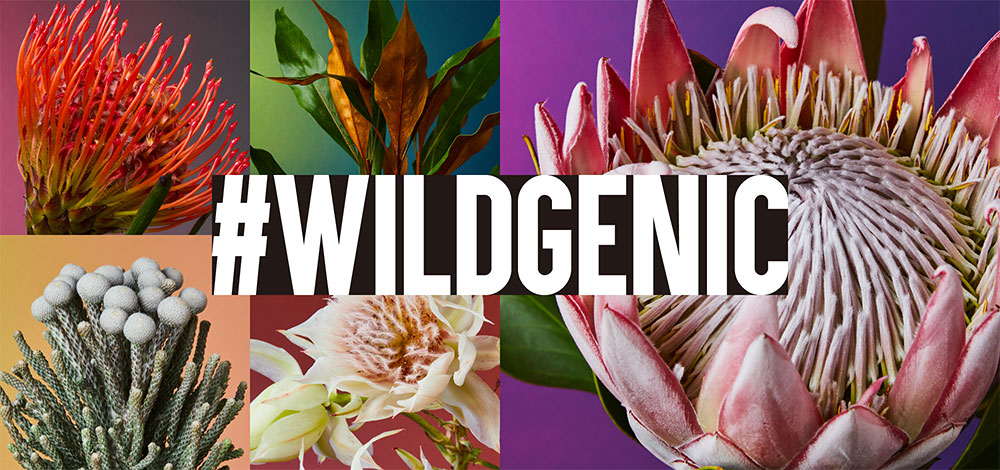 Wildgenic ワイルドフラワー特集