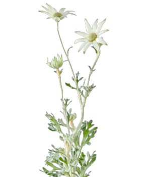 Wildgenic ワイルドフラワー特集