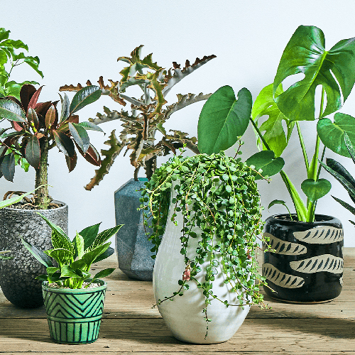 栽培用鉢！植木鉢の下から水を入れれます！ パキラに合う鉢｜