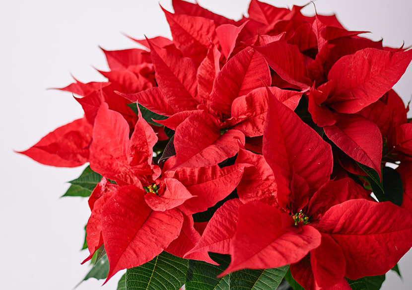 青山フラワーマーケット 天然素材 クリスマスツリー クリスマスに飾りたい！ホリデーシーズンを彩る花とリース 青山