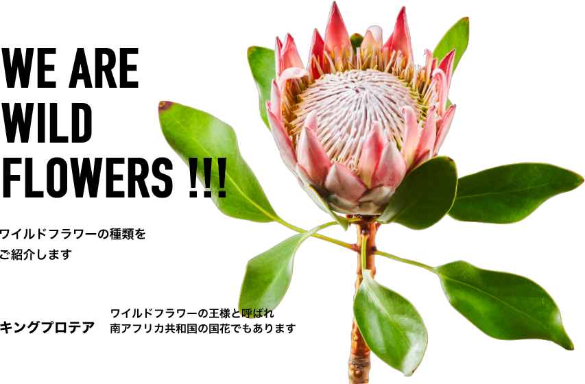 WE ARE WILD FLOWERS!!! ワイルドフラワーの種類をご紹介します キングプロテア ワイルドフラワーの王様と呼ばれ南アフリカ共和国の国花でもあります