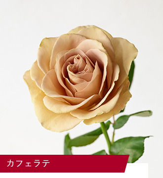 スペシャルローズ|花・花束・フラワーギフトの青山フラワー