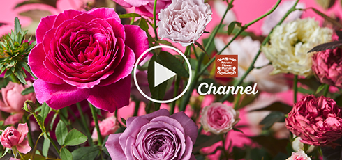 青山フラワーマーケット札幌ステラプレイス店 北海道札幌市中央区のフラワーショップ 全国の花屋 店舗情報 青山フラワーマーケット公式 花屋 花 花束 フラワーギフト 通販 青山フラワーマーケット札幌ステラプレイス店 北海道札幌市中央区のフラワーショップ 全国の花屋 店舗情報 青山フラワーマーケット公式 花屋 花 花束 フラワーギフト 通販