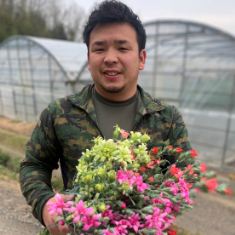 綾川花卉園のカーネーション